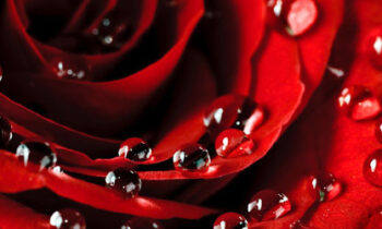 Long Stem Rose and Rose Petals Combo